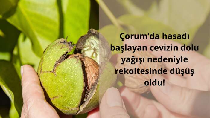Çorum’da hasadı başlayan cevizin dolu yağışı nedeniyle rekoltesinde düşüş oldu!