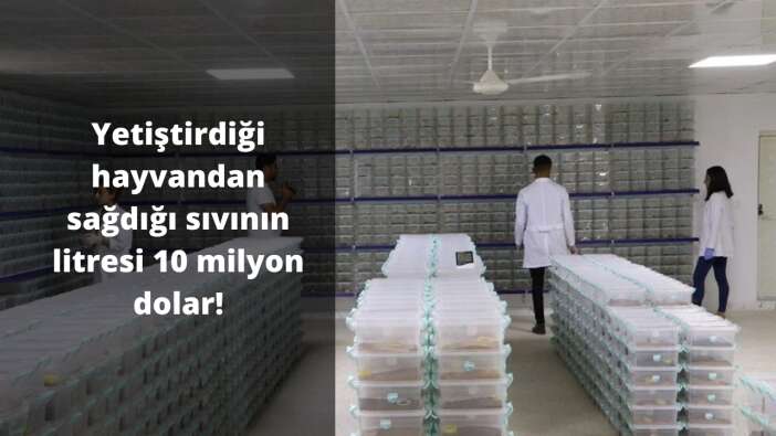 Yetiştirdiği hayvandan sağdığı sıvının litresi 10 milyon dolar!