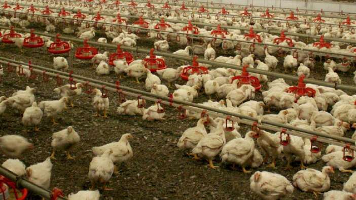 Kuş gribi alarmı! 5 binden fazla beldede kümes hayvanları karantinaya alındı