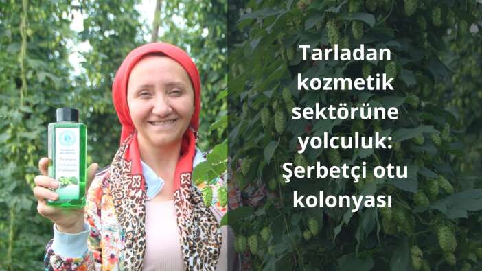 Tarladan kozmetik sektörüne yolculuk: Şerbetçi otu kolonyası