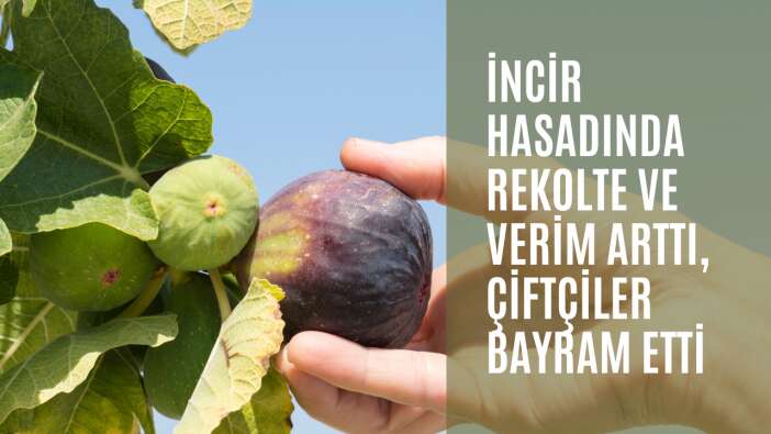 Antalya’da incir hasadı sona erdi, geçen yıla göre yüzde 25 daha fazla ürün elde edildi