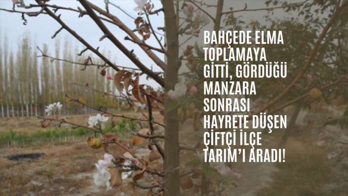Bahçede elma toplamaya gitti, gördüğü manzara sonrası hayrete düşen çiftçi İlçe Tarım’ı aradı!