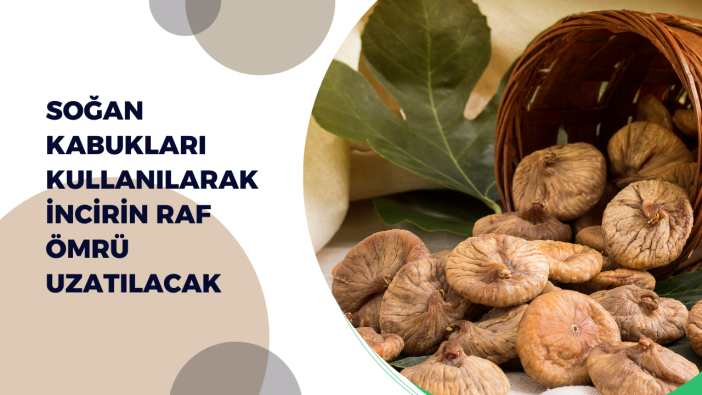 Soğan kabukları kullanılarak incirin raf ömrü uzatılacak