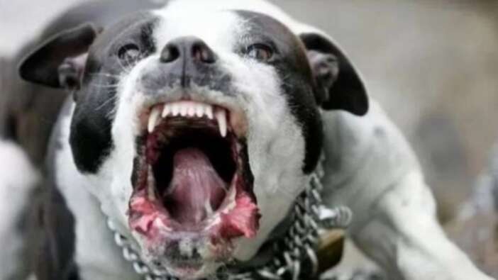 15 aylık bebek pitbull saldırısında öldü