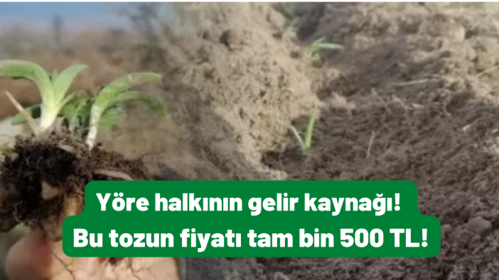 Yöre halkının gelir kaynağı! Bu tozun fiyatı tam bin 500 TL!