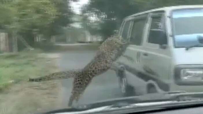 “Leopar” terörü! Adliyede birden ortaya çıkan leopar insanları kanlar içinde bıraktı!