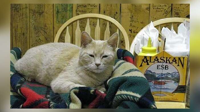 Alaska'nın kedi belediye başkanı Stubbs hayatını kaybetti...