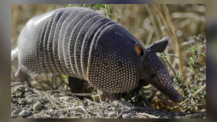 Armadilloya ateş eden adam, seken mermiyle kendini yaraladı!