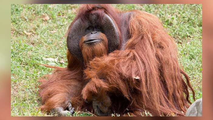 İşaret diliyle konuşan orangutan 39 yaşında öldü!