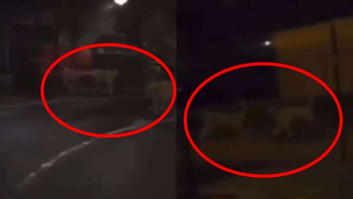 Fransa sokaklarında 3 aslan görüntülendi! Protestocular hayvanları serbest bıraktı