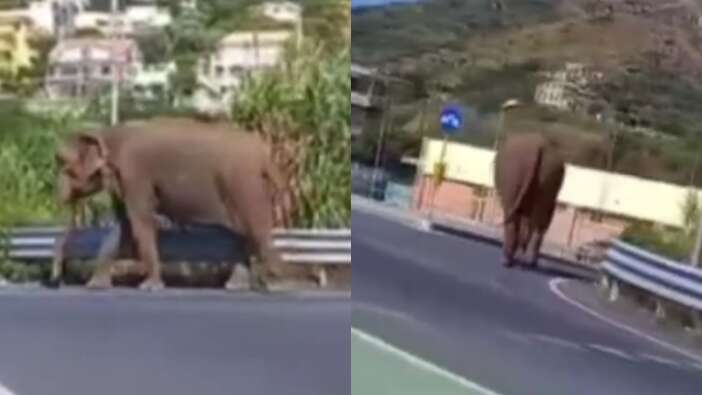 Otoyolda yürüyüşe çıkan kaçak fili görenler şoke oldu!