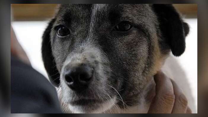 Köpeğini döven kişiye ibretlik ceza!