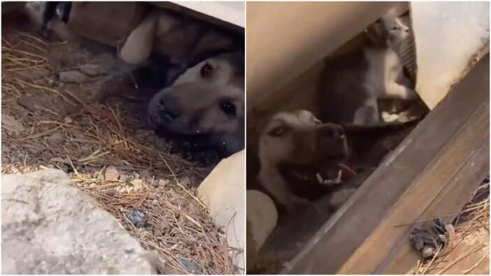 Çanakkale'den yürek burkan görüntüler! Yangından korkan kedi ve köpek birlikte saklandı
