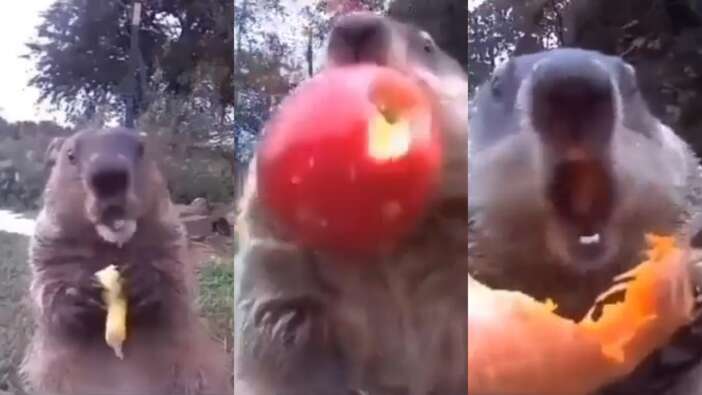 Köstebek Chunk, 4 yıldır güvenlik kamerasının karşısına geçip çiftçiden çaldığı sebzeleri yiyor
