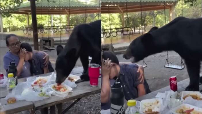 Ayı piknik masasını bastı: Anne sakin kalarak Down sendromlu oğlunu böyle korudu