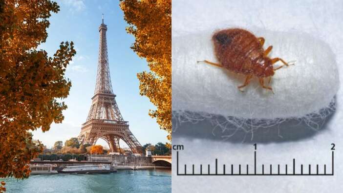Fransa'da 'tahtakurusu' alarmı! Paris'i bastılar...
