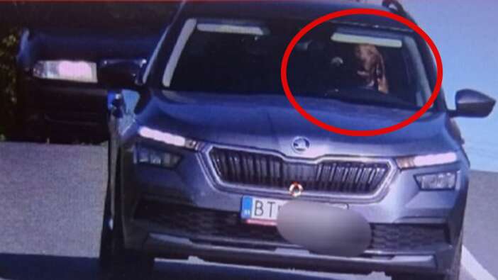 Bu fotoğraf şaka değil gerçek: Aşırı hız yapan otomobilin direksiyonunda köpek yakalandı