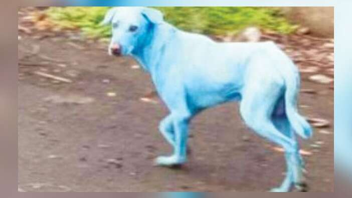 Nehirden su içen köpeklerin rengi maviye döndü / VİDEO