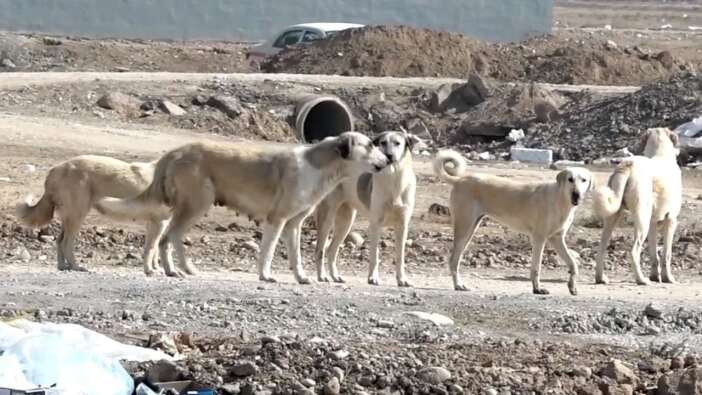 Erbil'de köpek mezarlığı! Açlık ve sefalet içinde ölüme terkedildiler