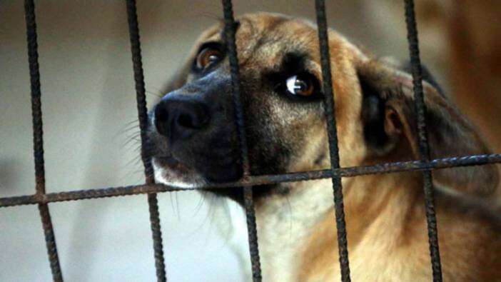 Güney Kore'de yıllardır süren tartışma sona erdi: Köpek eti tüketimi yasaklandı
