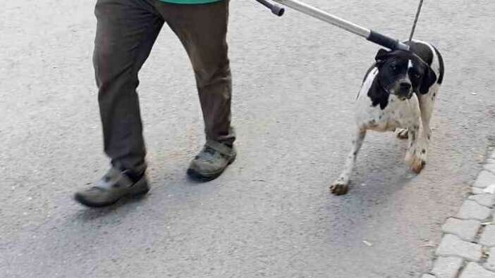 Ölen köpekte kuduz tespit edildi, 2 mahalle karantinaya alındı