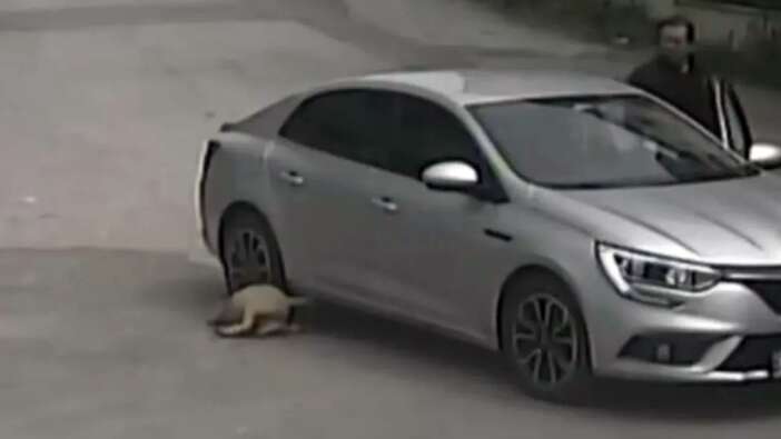 Sakarya'da bir kişi, aracıyla köpeği ezdikten sonra sitem ederek kaçtı
