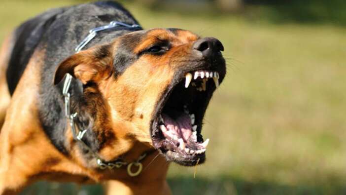 Ekşi Sözlük'te yeni skandal! Başıboş köpek sorunu üzerinden nefret kustular! "1 köpek için 1000 çocuğu öldürebilirim"