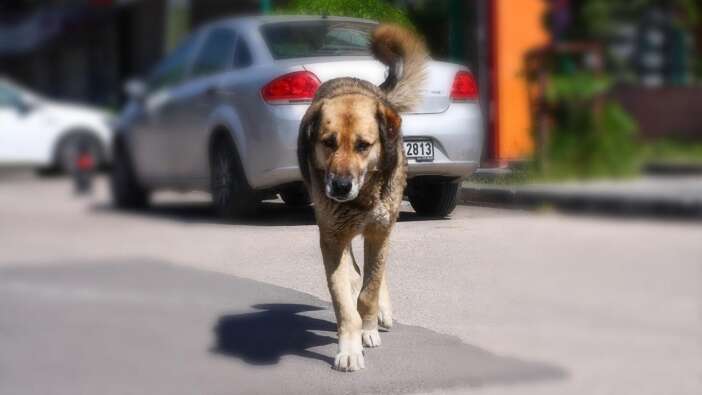 Atatürk'ün 1932 yılında yayınladığı 'sokak köpeği' genelgesinde itlaf detayı!