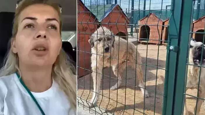 Kuduz köpekleri Ankara'ya getirdi iddiası! Buket Özgünlü için istenen ceza belli oldu