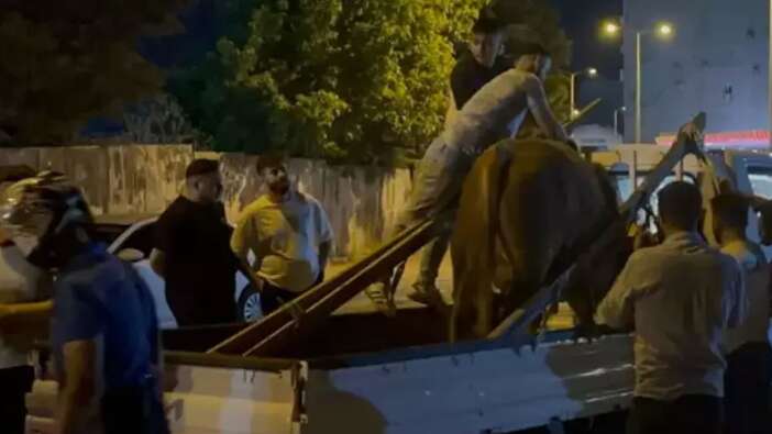 İstanbul'da mahalleyi karıştıran kurbanlık! Sahibinin kolu kırıldı, kurbanlık ise...