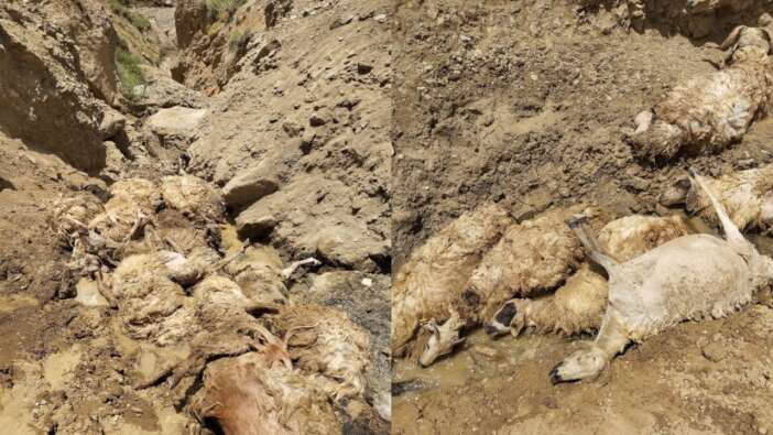 Van'da sürü psikolojisi trajedisi: 28 Koyun uçurumdan atlayarak hayatını kaybetti