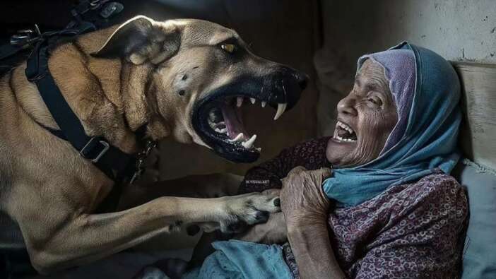 Filistinli yaşlı kadını parçalamaya çalışan İsrail ordusunun köpeği öldürüldü!