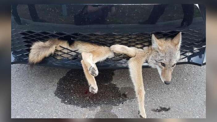 Arabaya sıkışan çakal 35 kilometre böyle gitti...