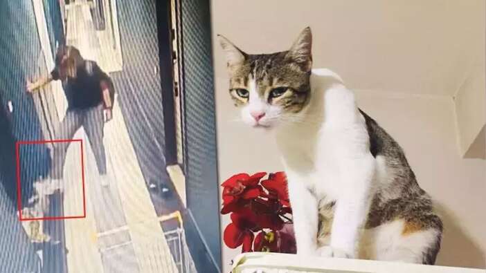Kedi Şirine’yi tekmeleyerek 4. kattan aşağı atan akademisyen hakkında karar: 1 yıl 6 ay hapsine hükmedildi