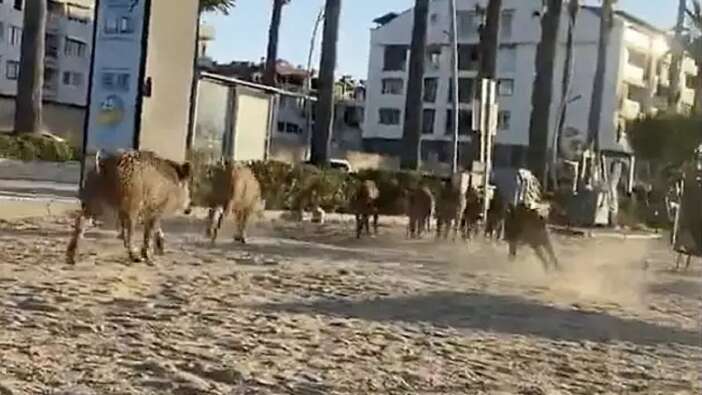 Marmaris'te atlardan sonra plajlara inen domuzlar hayrete düşürdü! Güneşlenen vatandaşlar şok oldu...