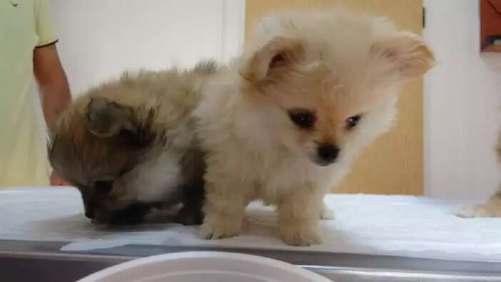 Eski erkek arkadaşın şikayetiyle vahşet ortaya çıktı: Evde köpeklere işkence skandalı