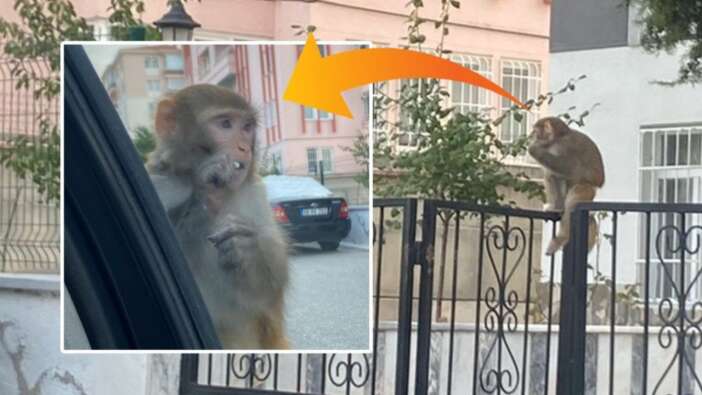 Çorum'da maymun paniği! Isırdığı genç kız hastanelik oldu... Ekipler her yerde bu maymunu arıyor