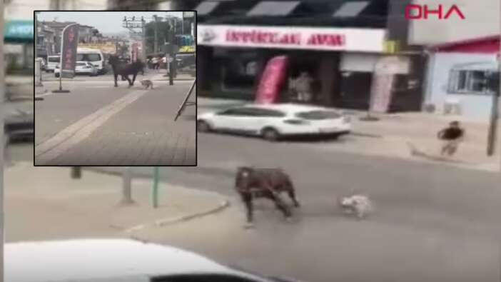 Bursa'da başıboş pitbull dehşeti! Bu kez kocaman ata saldırdı