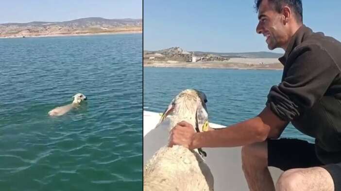 Köpekten kaçan koyun baraja düştü, balıkçıklar tarafından kurtarıldı