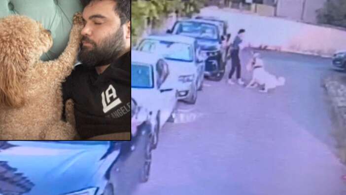 Tasmasız kangal minik köpeği sahibinin gözü önünde parçaladı, kadın kalp krizi geçirdi