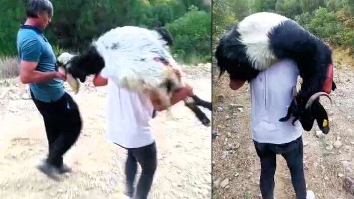 Denizli'de vahşet: Keçi sürüsünü kurşuna dizen cani her yerde aranıyor