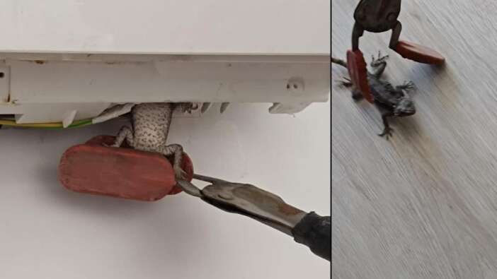 Hatay'da ev klimasına giren bukalemun için itfaiye çağırdılar