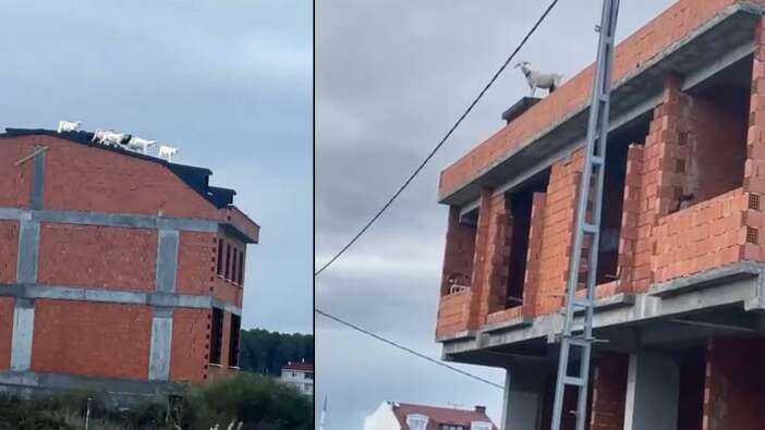 Arnavutköy'de bir adam keçileri kaçırdı, keçiler binanın çatısına çıktı