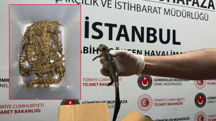 Nil Timsahı kaçakçılığı: Türkiye'ye sokulan timsah ve varanlara el konuldu