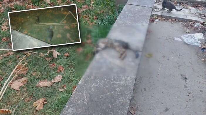 İstanbul'da kedi katliamı! 22 saat içinde 22 yavru kedi ölü bulundu...