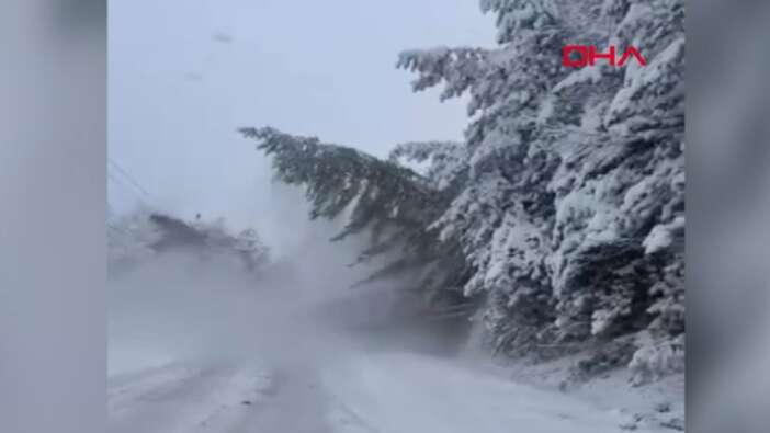 Bolu’da karla kaplanan bir çam ağacı, ağırlığa dayanamayarak yola devrildi