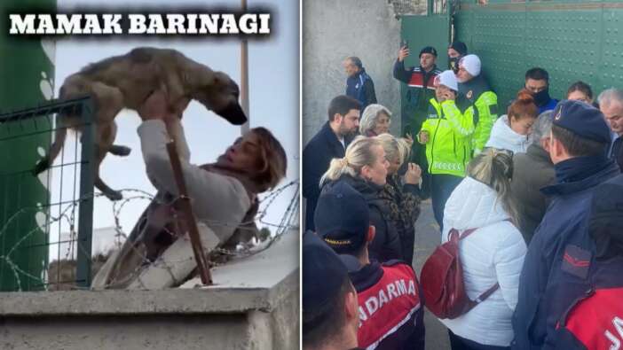 CHP'li Mamak Belediyesi'nde skandal! Köpekler açlıktan birbirini yedi... Barınaktaki köpekleri tek tek sokağa saldılar!