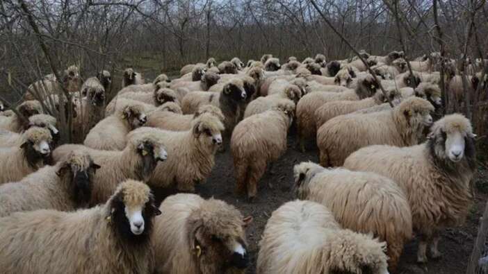 Kırşehir'de çiçek hastalığı alarmı: 13 köyde hayvan hareketi durduruldu!