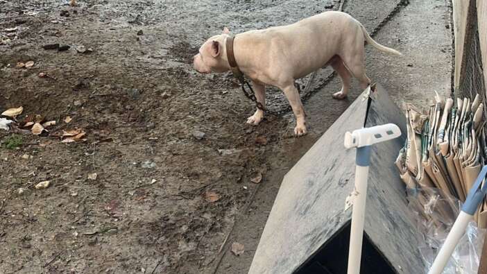 Yasaklı ırk dehşeti! Avcılar’da ağızlıksız gezdirilen Pitbull kediyi parçaladı!
