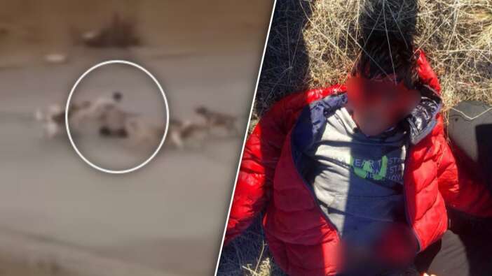 Okuldan çıkıp yurda giden çocuk dehşeti yaşadı! Başıboş köpek sürüsü saldırdı: İşte korku dolu anlar
